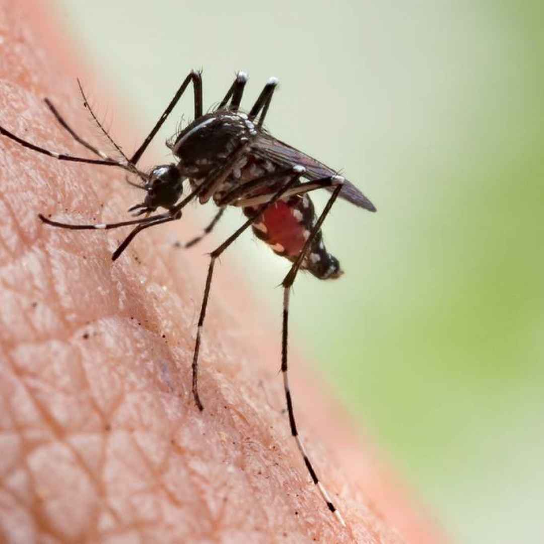malaria  vaccino  malattie  zanzara