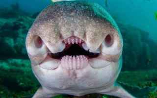 Animali: animali  pesci  squali  australia