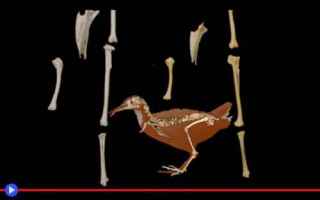 animali  uccelli  rallidi  evoluzione