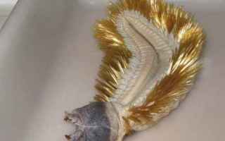 Animali: animali  vermi  antartide  policaeti