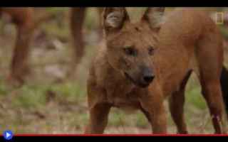 Animali: animali  cani  asia  foresta  cuon
