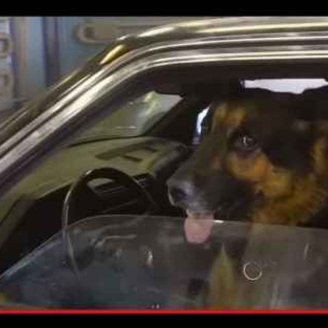 La principale differenza tra un cane russo e neozelandese al volante