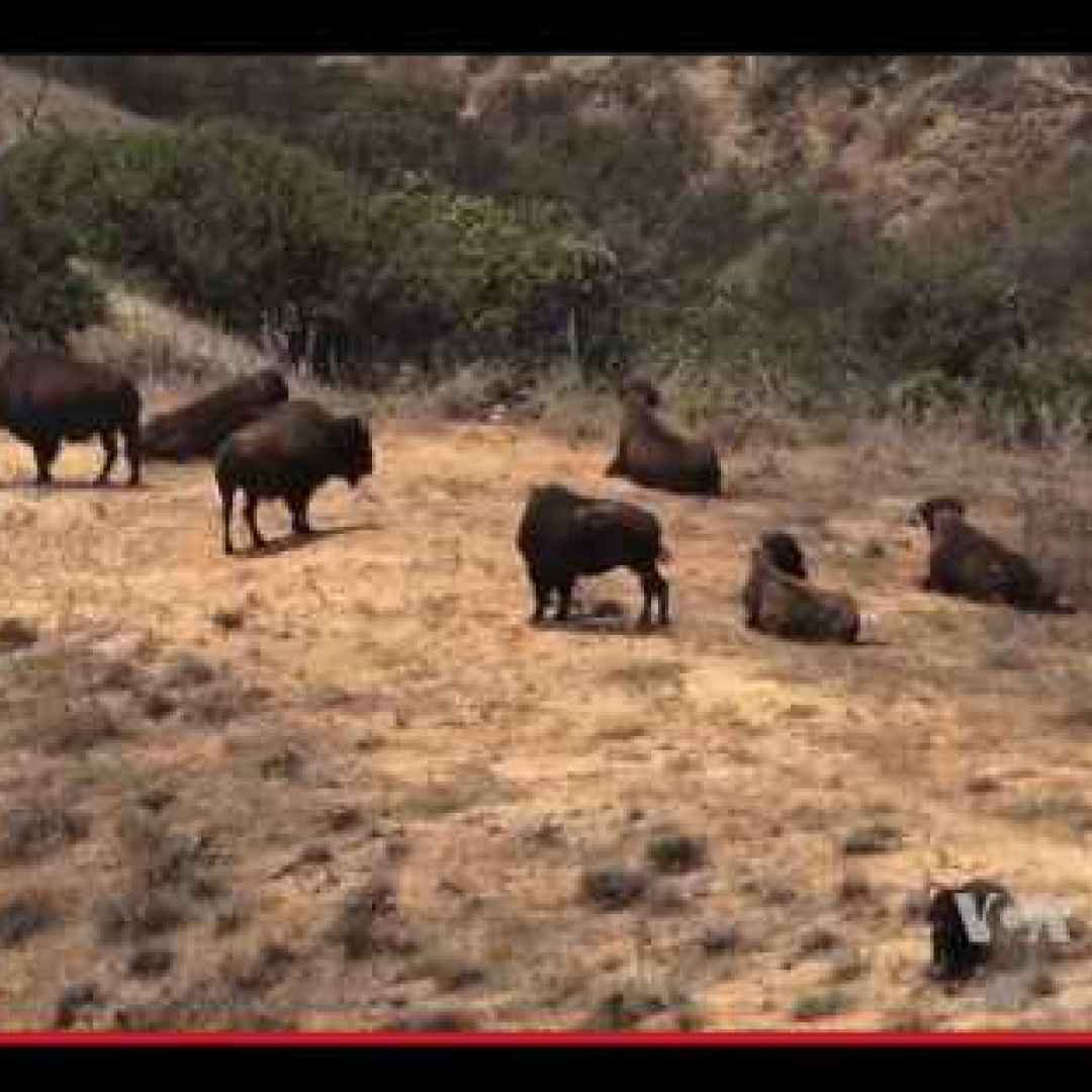 animali  usa  california  bisonti