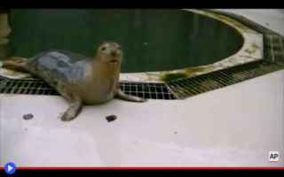 Animali: foche  animali  mare  oceano  canto