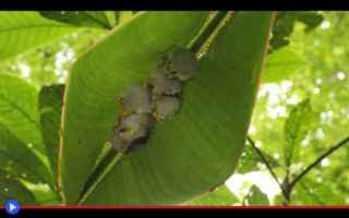 Animali: honduras  pipistrelli  mammiferi  foglie