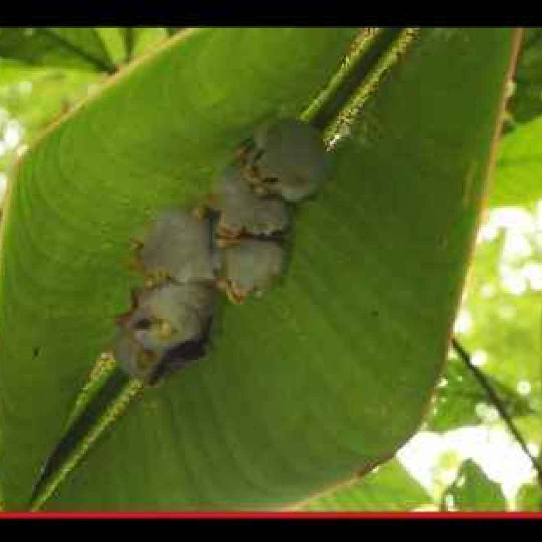 honduras  pipistrelli  mammiferi  foglie
