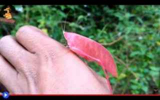 Animali: animali  insetti  genetica  colori  rosa