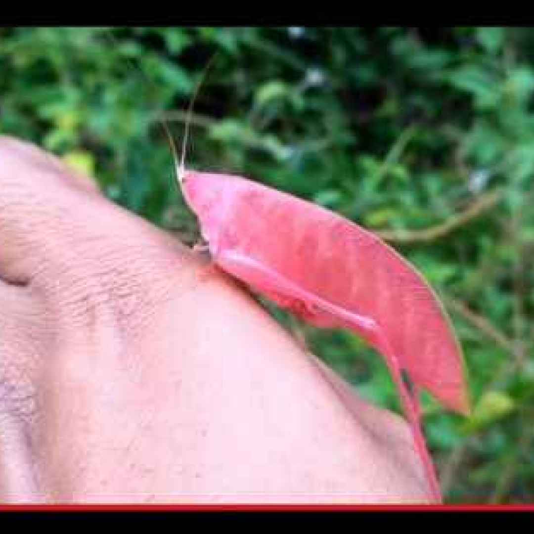 animali  insetti  genetica  colori  rosa