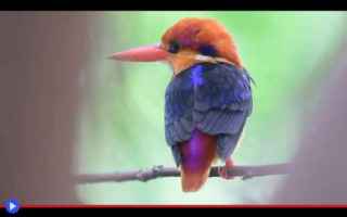 Animali: animali  uccelli  asia  martin pescatore