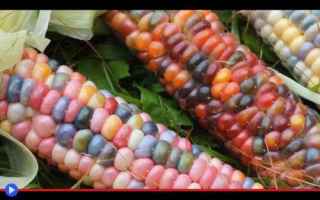 Ambiente: piante  vegetali  coltivazioni  mais