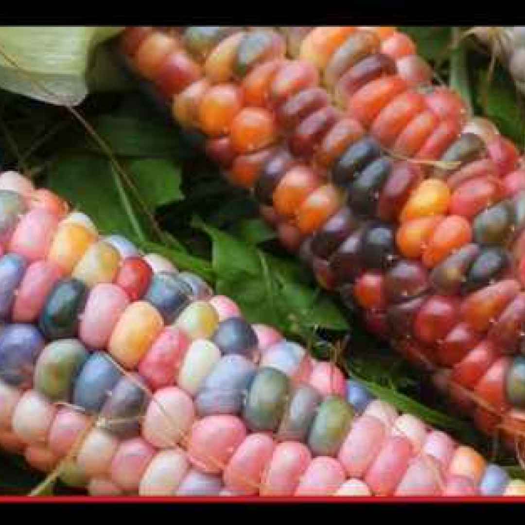 La storia ritrovata del mais dai milleuno colori
