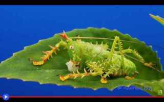 Animali: animali  insetti  cavallette  ecuador