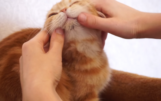 Animali: acne felina  malattie dei gatti