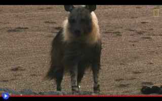 Animali: animali  carnivori  iene  sudafrica