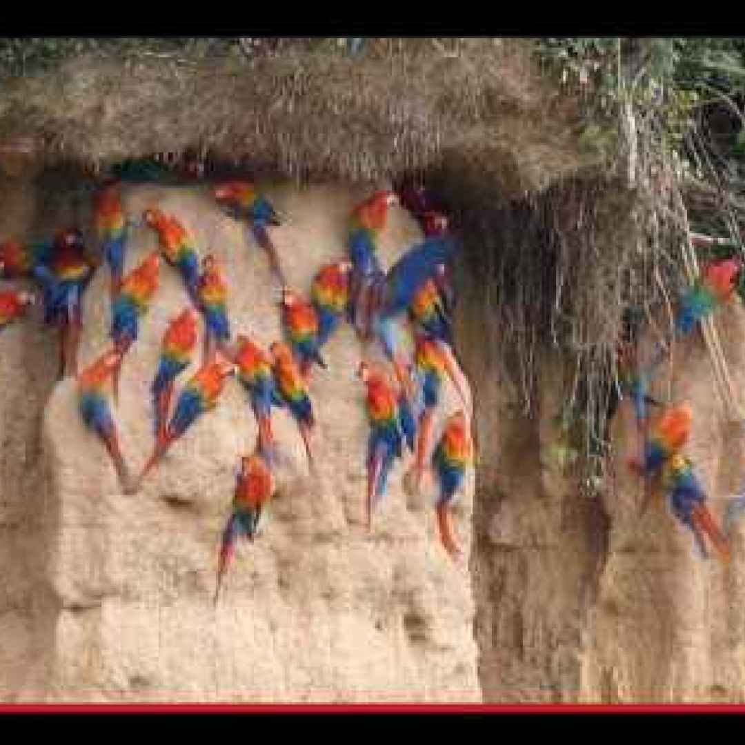animali  uccelli  pappagalli  sudamerica