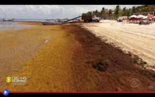 dal Mondo: ambiente  ecologia  alghe  caraibi