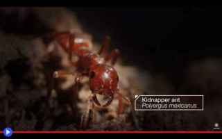 Animali: animali  insetti  formiche  imenotteri