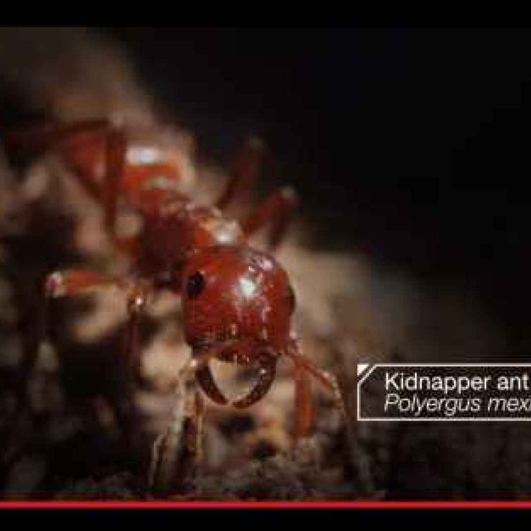 animali  insetti  formiche  imenotteri