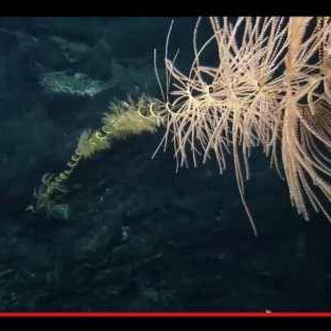 animali  coralli  creature  cnidaria