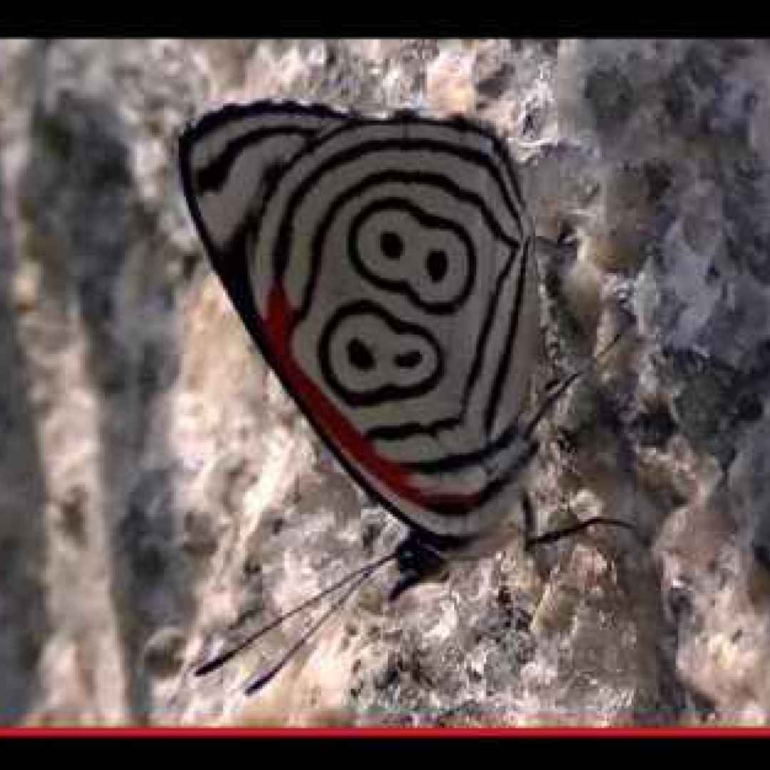 animali  insetti  farfalle  bruchi