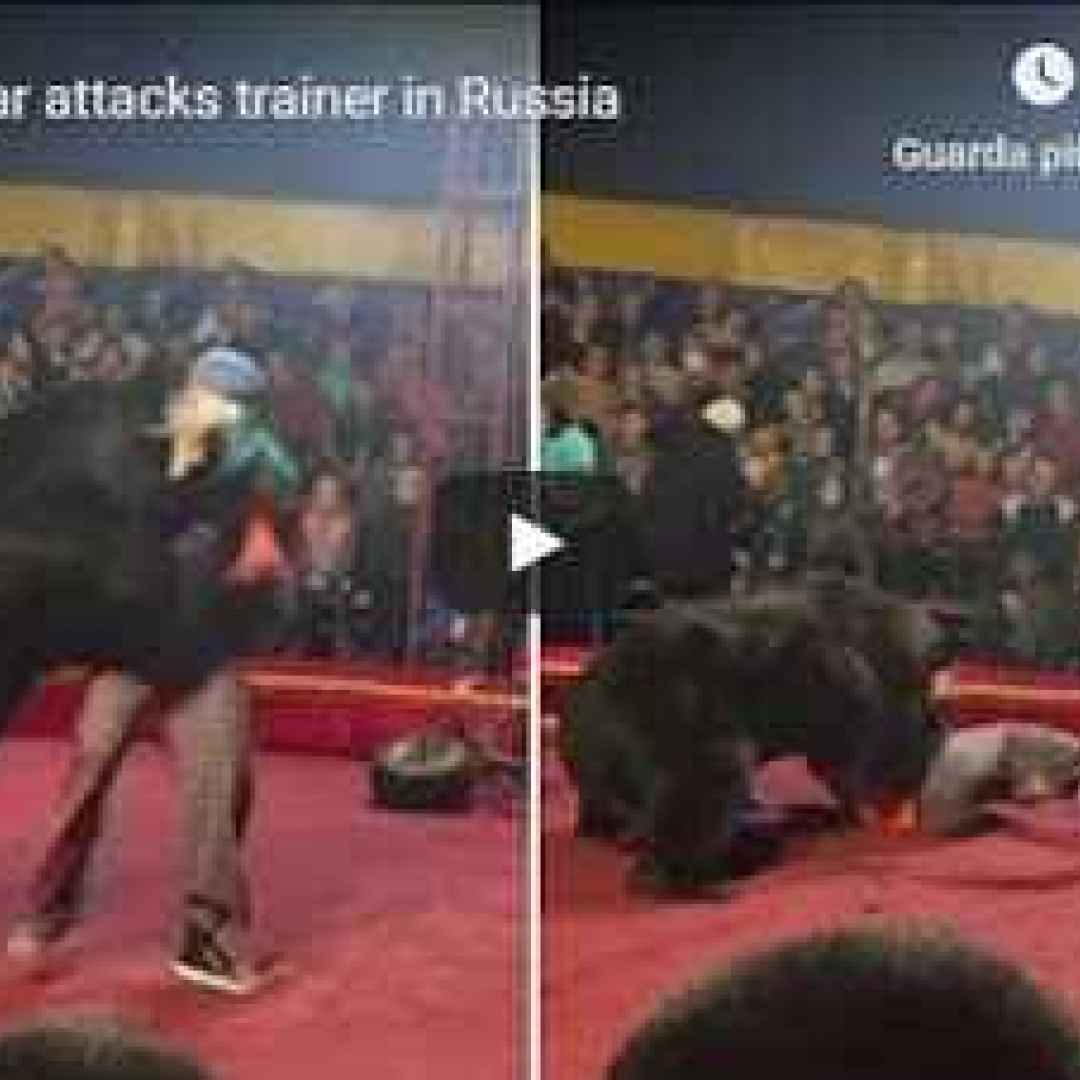 orso circo russia video shock