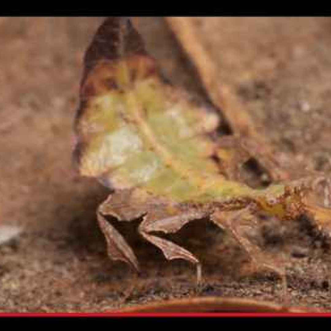 animali  insetti  foglie  mimetismo