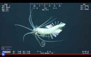 scienza  animali  biologia  mare  oceano