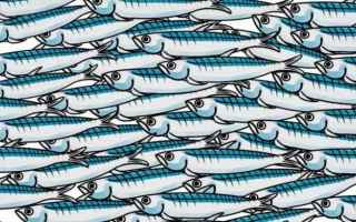 Politica: sardine  salvini  emilia romagna  pd