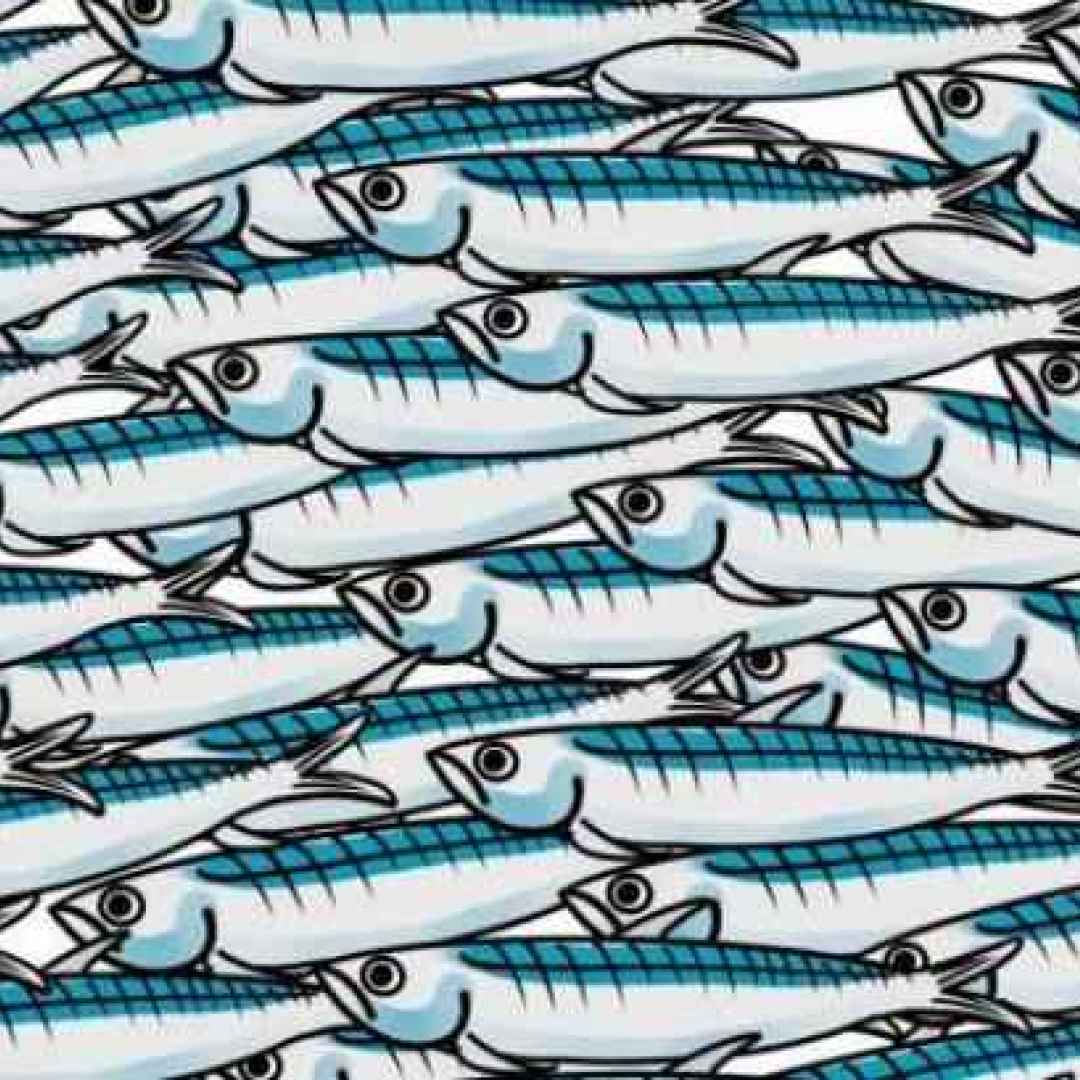 sardine  salvini  emilia romagna  pd