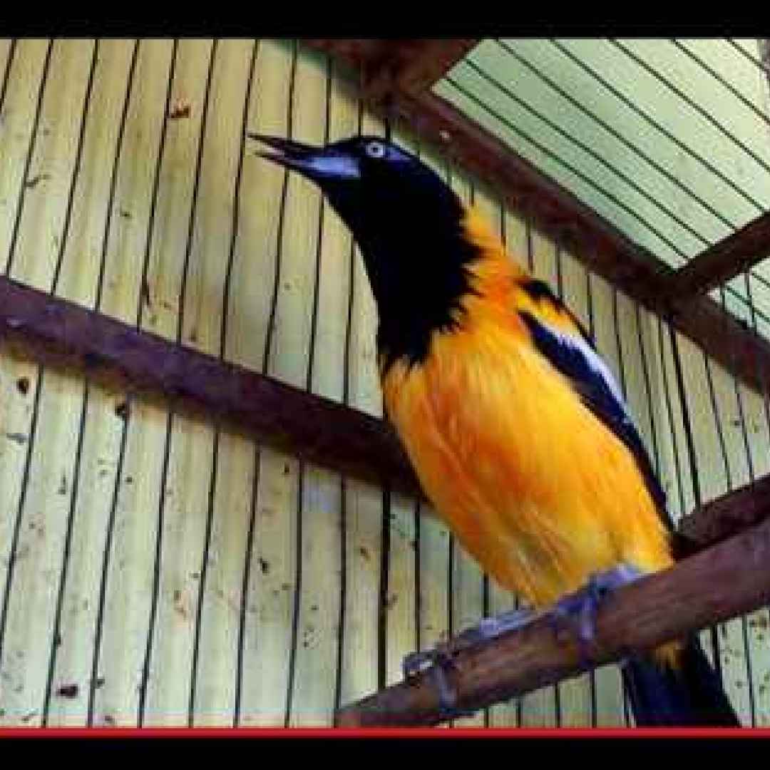 animali  uccelli  sudamerica  simbolo