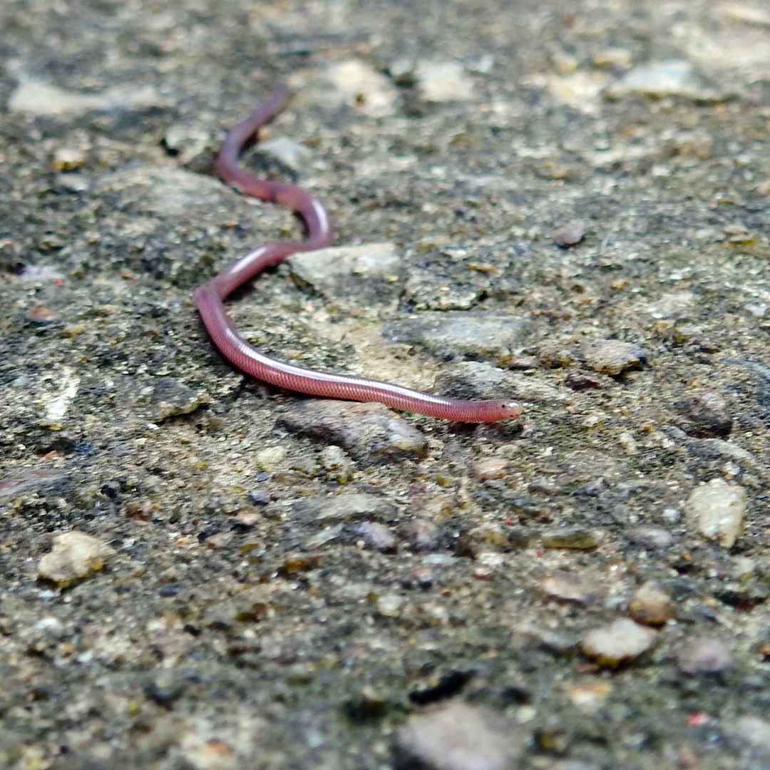 mini serpente asiatico  serpenti