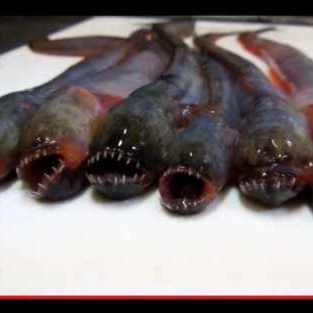 animali  pesci  giappone  gastronomia