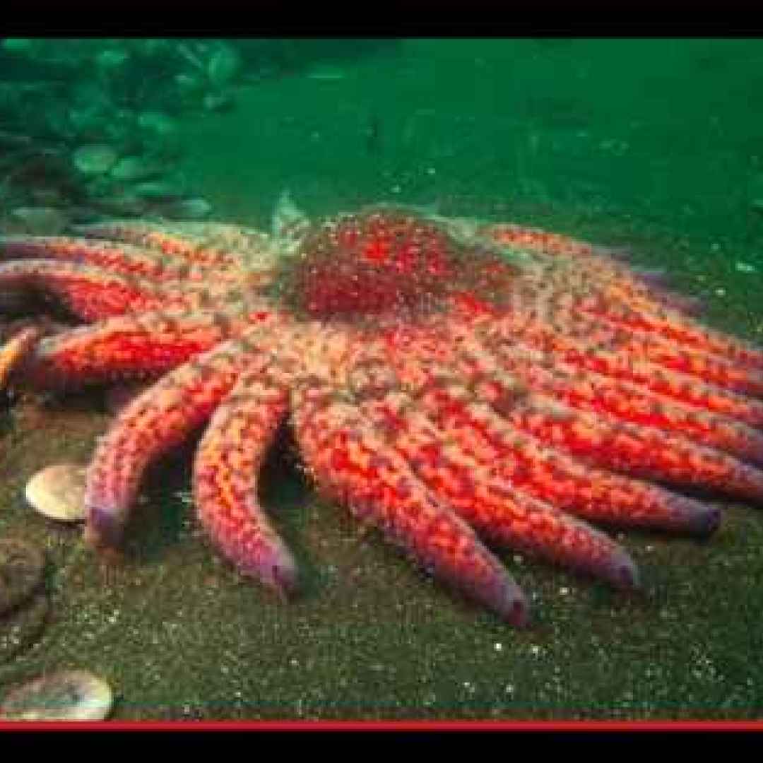 animali  echinodermi  stelle marine