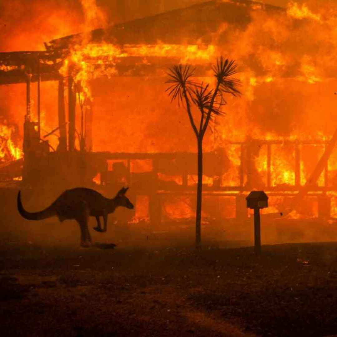 australia  incendi  koala  canguro