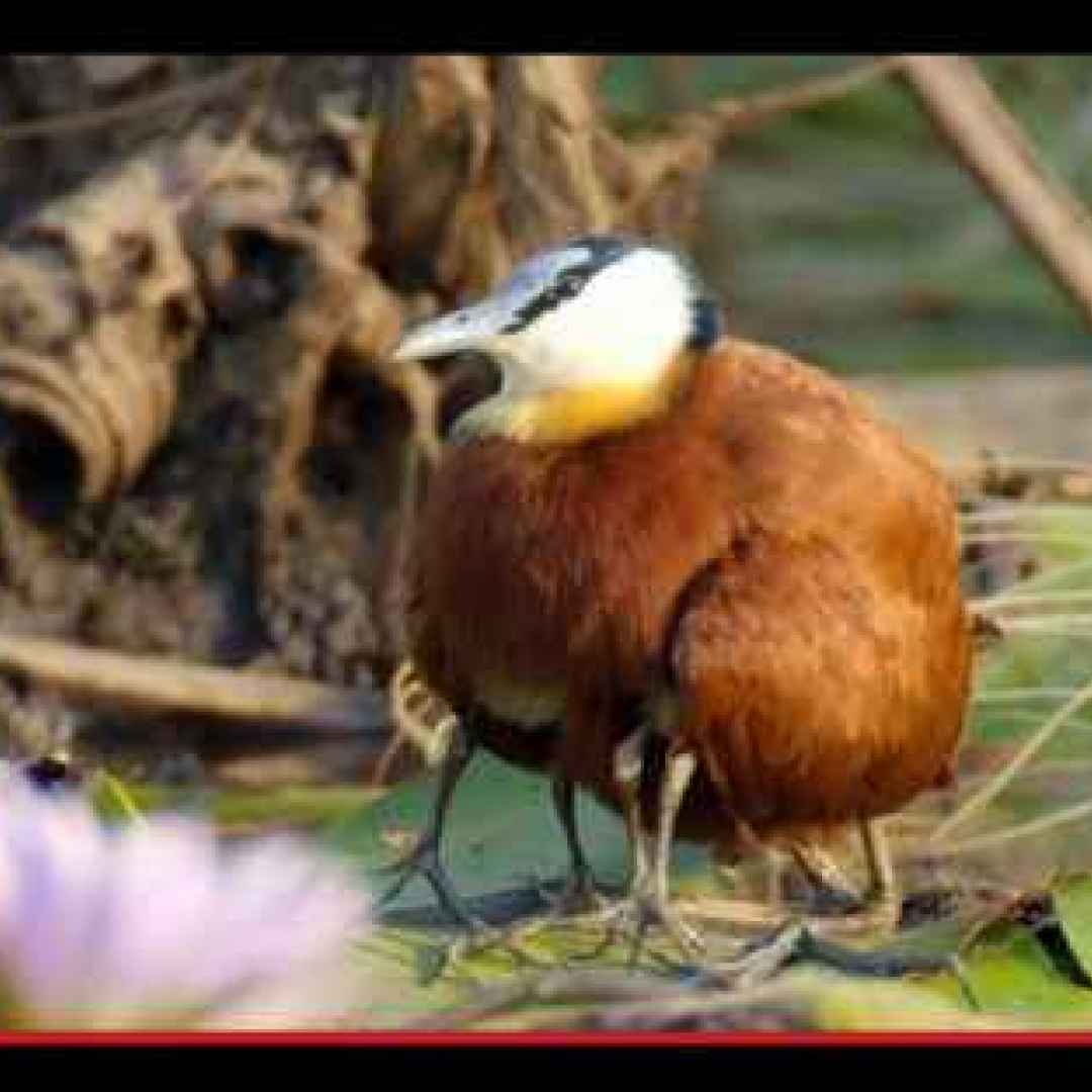 animali  uccelli  palude  okavango