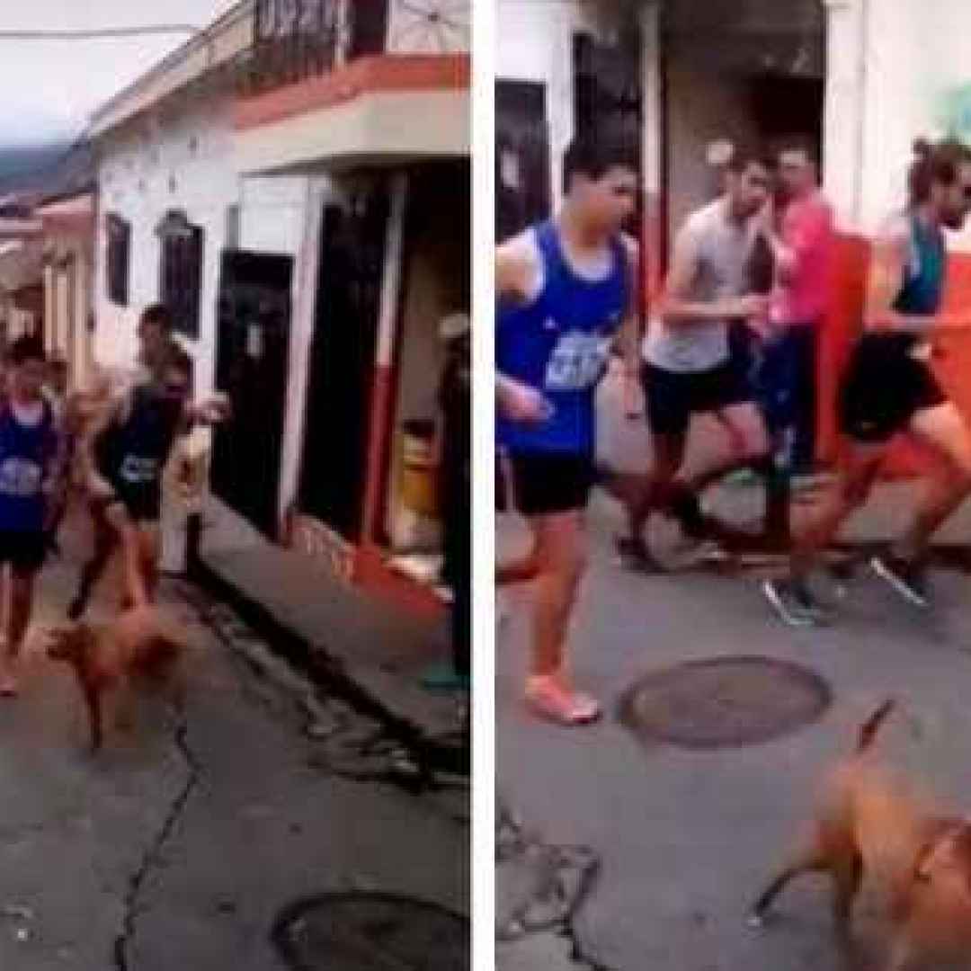 Maratoneta prende a calci un cane e perde lo sponsor