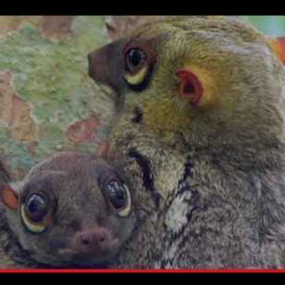 animali  creature  lemuri  scoiattoli