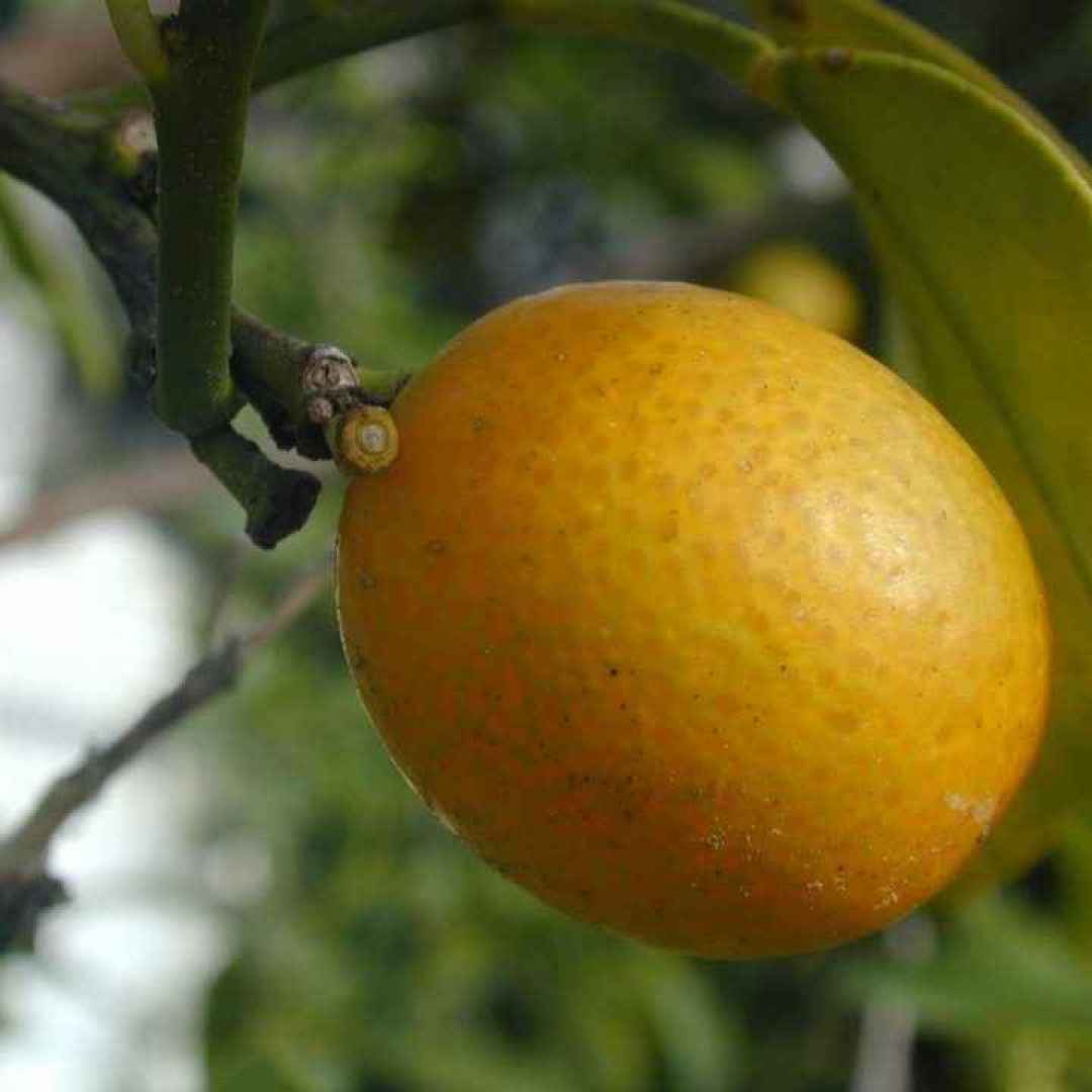 mandarino cinese  frutti  cina