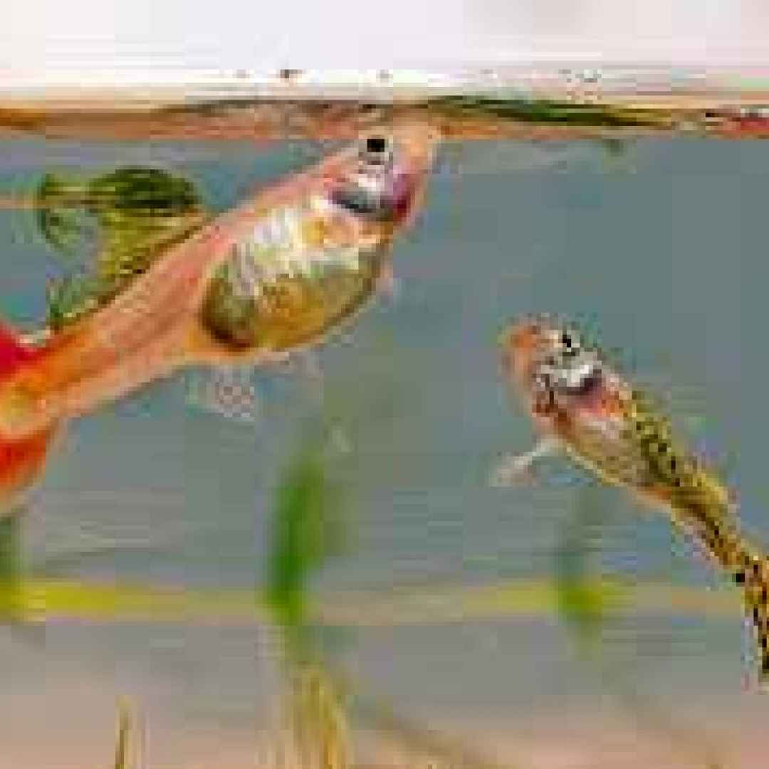 rettili  mondo  pesci  acquario