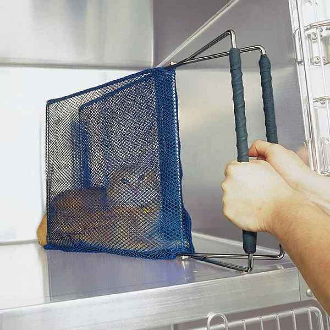 veterinaria  gatti  aggressività