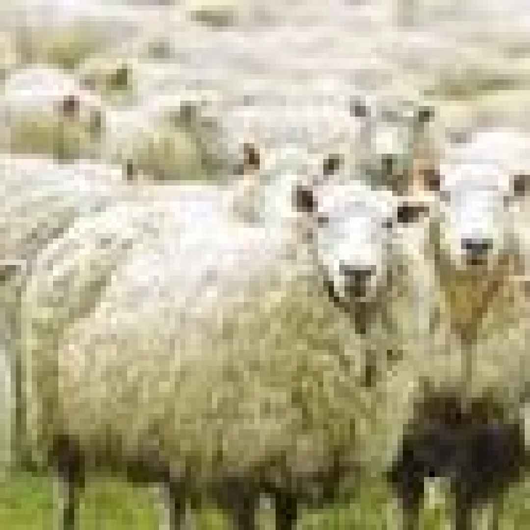 pecore  sogni  significato