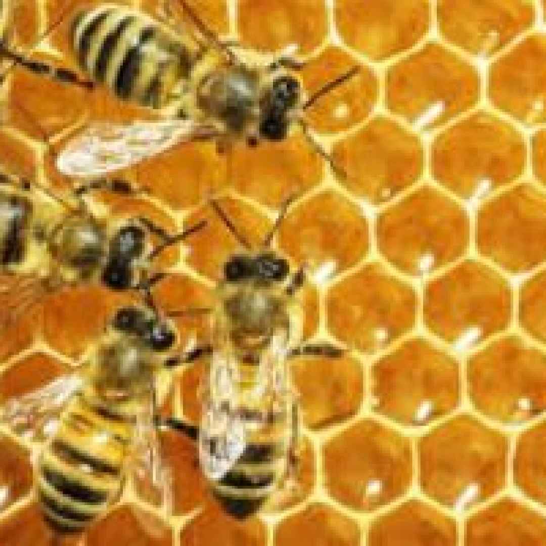 api  sogni  puntura insetti  significato