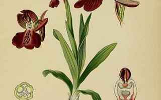 Cultura: mitologia  moire  orchidea  orchis