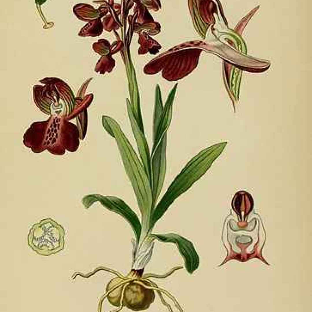 mitologia  moire  orchidea  orchis