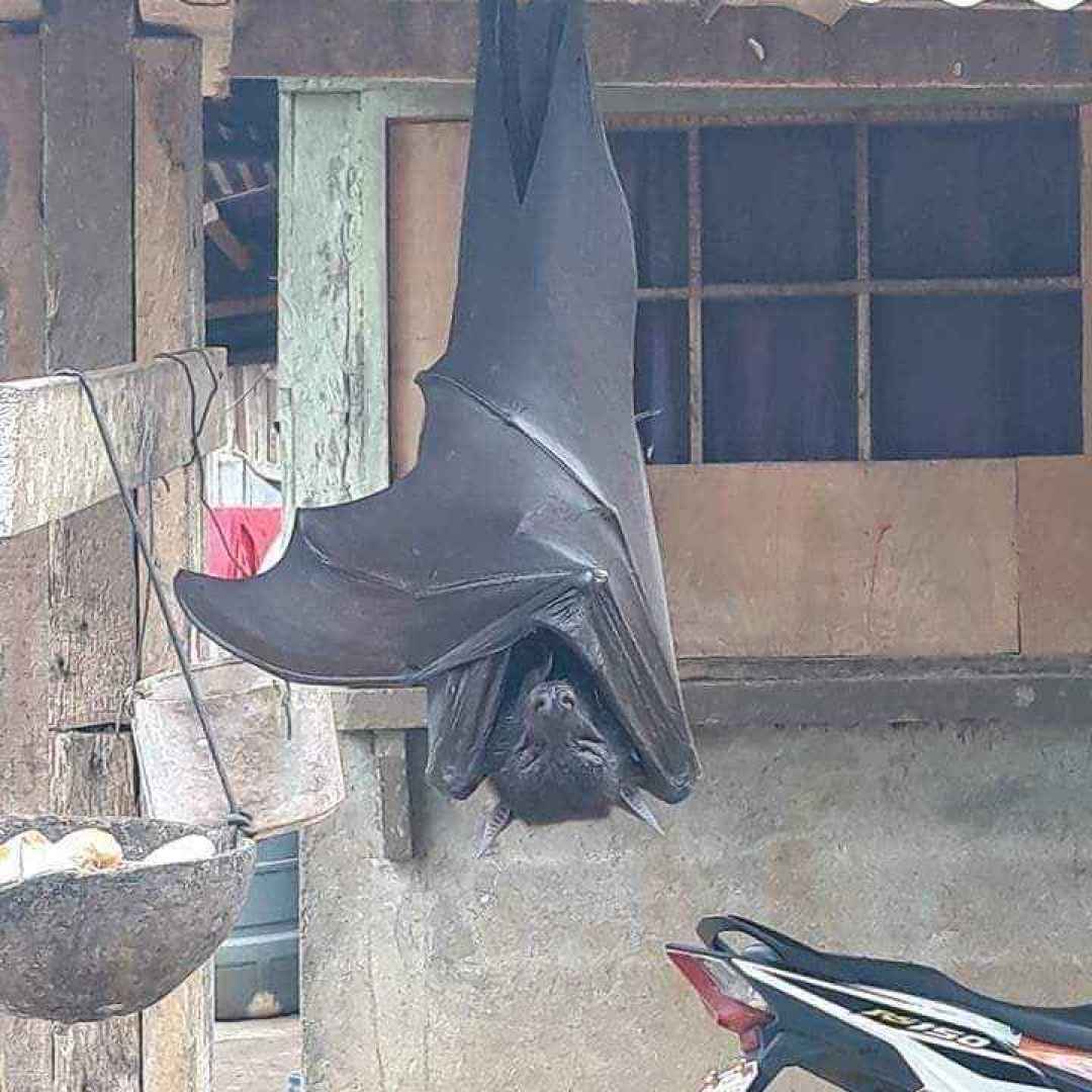 pipistrello  filippine  indonesia