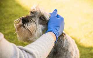 Animali: Attenzione: anche i nostri PET soffrono di allergie…