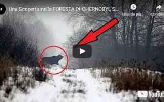 dal Mondo: ucraina chernobyl video storia mondo