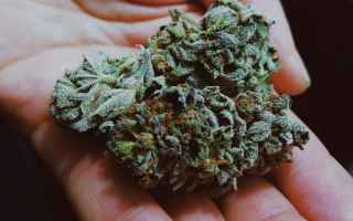 Medicina: marijuana  marijuana light