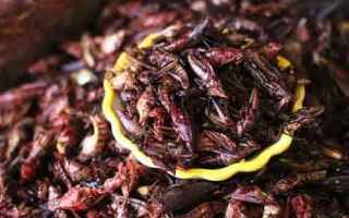 Alimentazione: insetti edibili