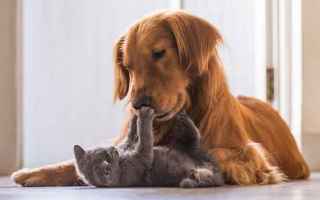 Animali: pet benefits owning a pet